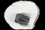 Spiny Koneprusia Trilobite - Ofaten, Morocco #79278-4
